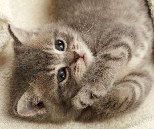 umgatinho1.jpg umgatinho1.jpg