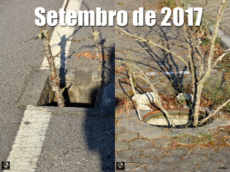 03 Setembro 2017 - 740.jpg 03 Setembro 2017 - 740.jpg