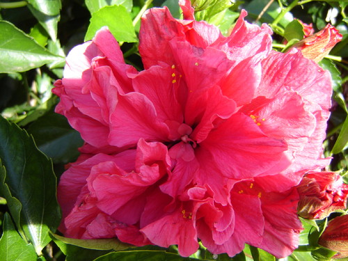 flores jardim do mar:FLORES DO MEU JARDIM-OUTONO – miilay flores jardim do mar:FLORES DO MEU JARDIM-OUTONO – miilay