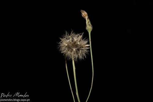 dandelion