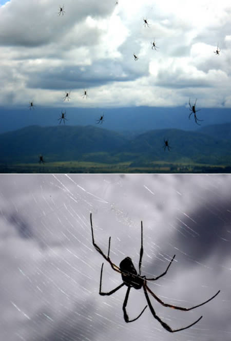 chuva de aranhas