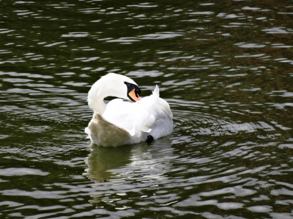 pato branco agua bru.JPG