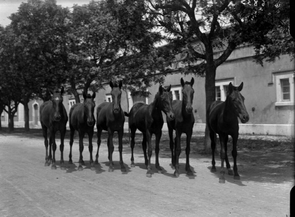 exposição de cavalos.jpg