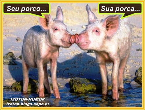 PORCA E PORCAA.jpg PORCA E PORCAA.jpg
