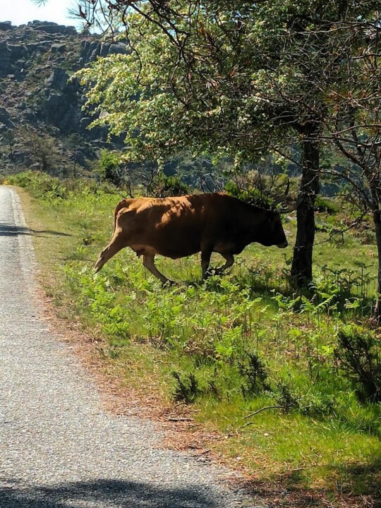 NãoMeCansoDisto_vacas1.jpg