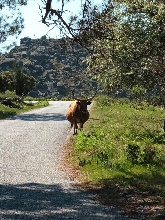 NãoMeCansoDisto_vacas.jpg