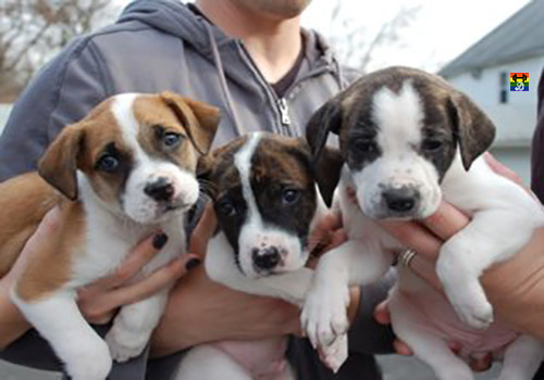 HD 100 euros à hora para brincar com cães...jpg