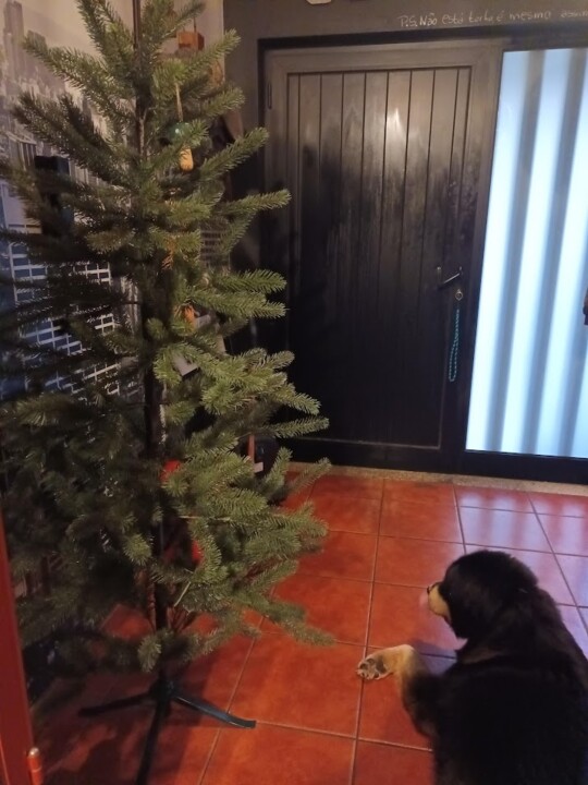 Não me canso disto_Natal.jpg