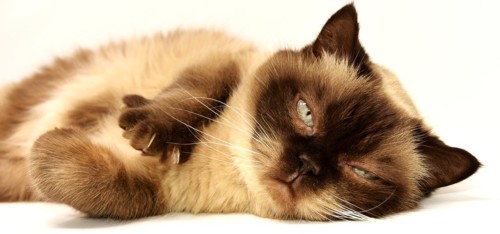 cat-3113513_960_720.jpg