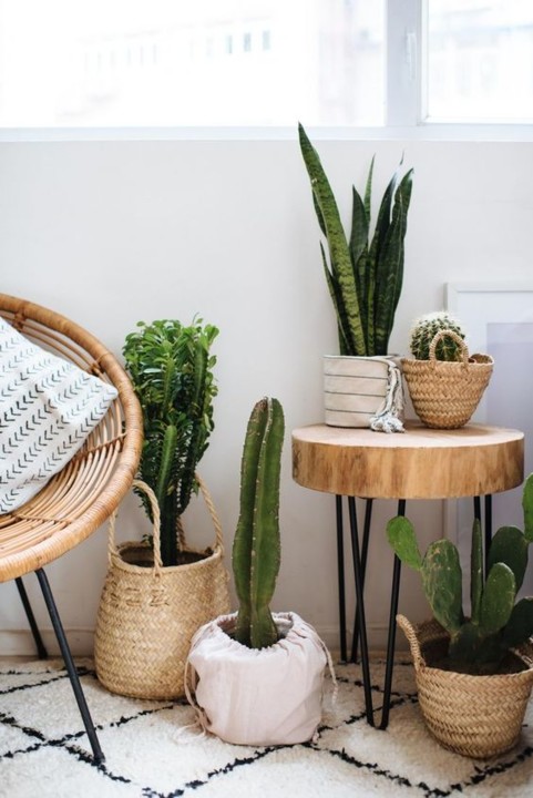 plants4.jpg plants4.jpg
