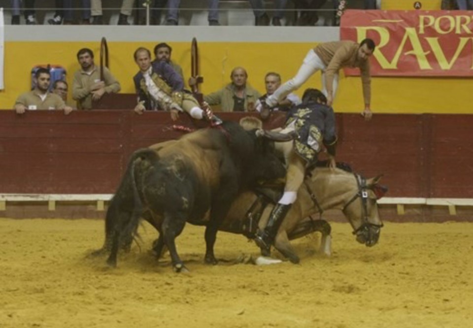 Cavalo colhido.jpg