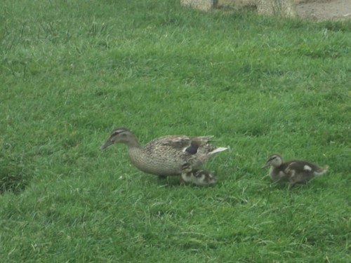 33060222_1652203154894983_5134487437904445440_n.jp