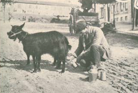 cabras ambulantes.PNG