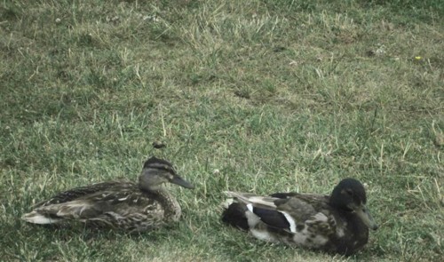 33154439_1652205231561442_4606626585607405568_n.jp