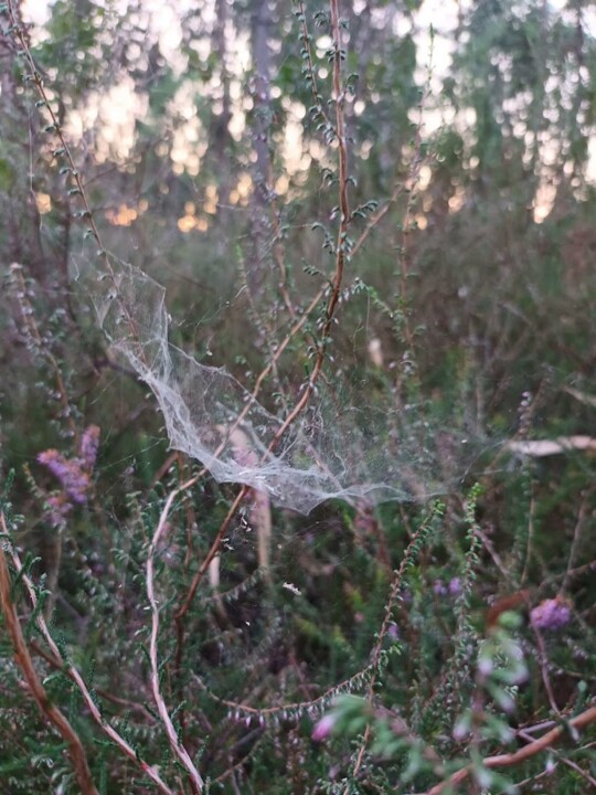 Não me canso disto Pinhal4.jpg