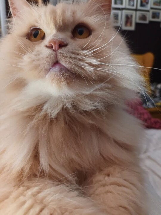 Não me canso disto gato.jpg