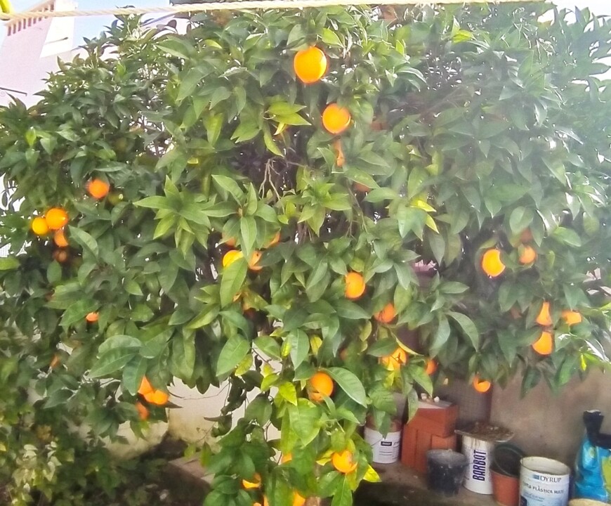 laranjas1.jpg