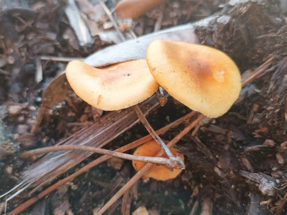 Não me canso disto 1.jpg