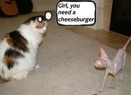 CatCheeseburger.png