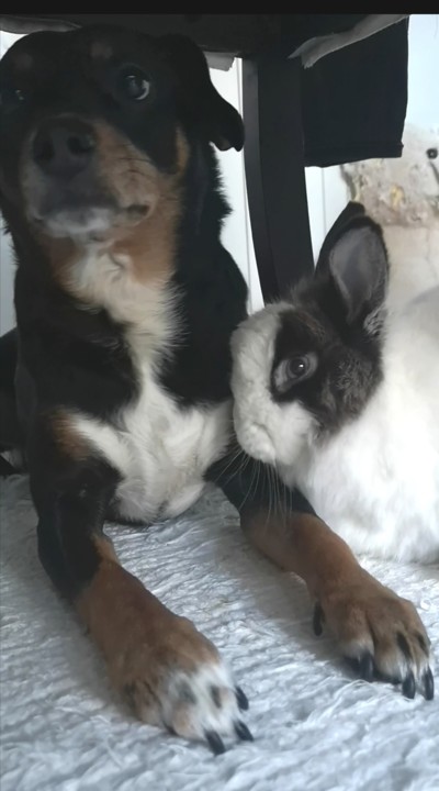 voces Ensinaram-me_Maggie e Fluffy.jpg