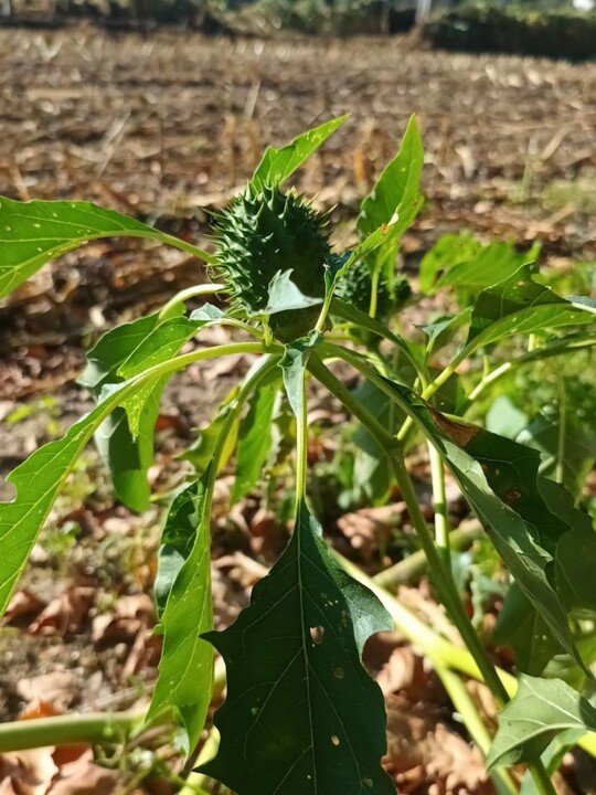 Não me canso disto mosteiro4.jpg