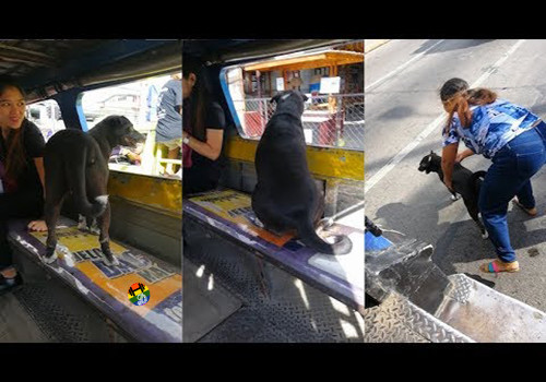 HD Cão apanha autocarro para ir ter com o dono ao