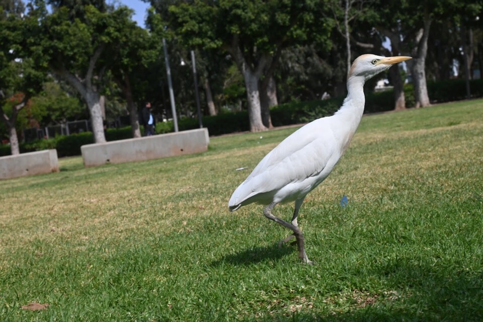 Não me canso disto Casablanca5.JPG