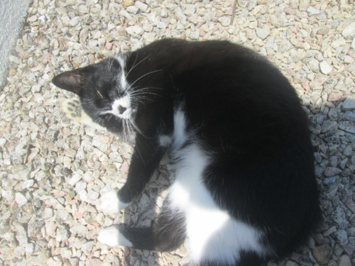 IMG_5724.JPG IMG_5724.JPG