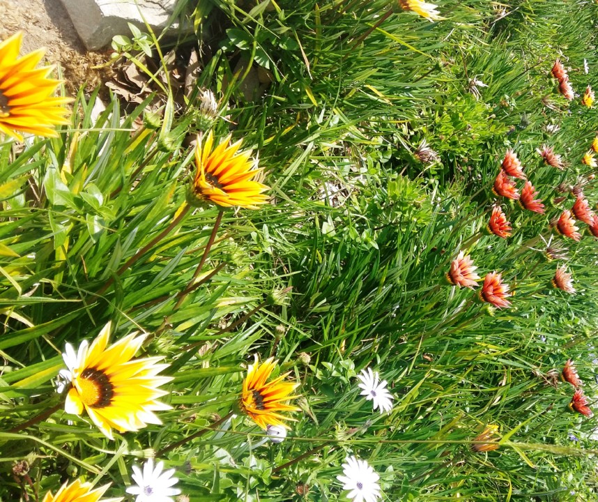 Primavera.jpg Primavera.jpg