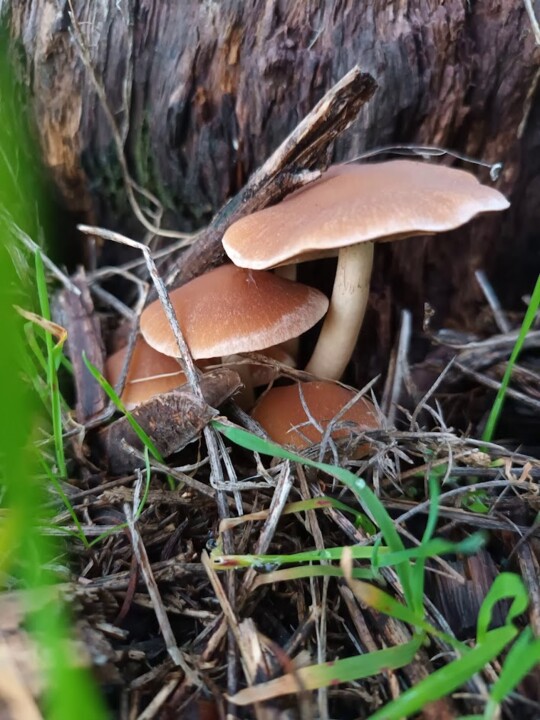 Não me canso disto cogumelos5.jpg