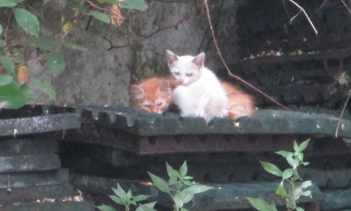 IMG_59412.JPG IMG_59412.JPG