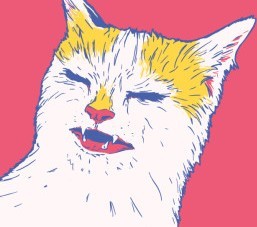 gato 2.jpg