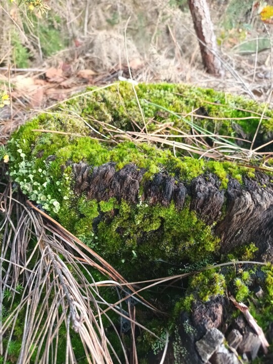 Não me canso disto 5.jpg