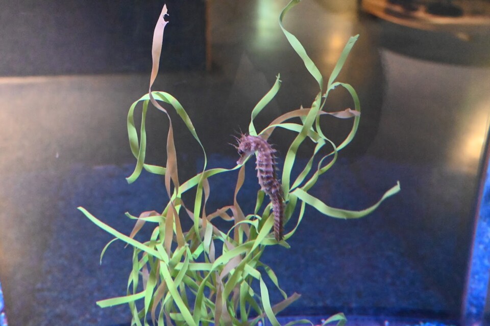 Não me canso disto aquário3.JPG