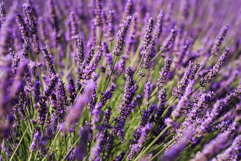 Lavanda 1.jpg