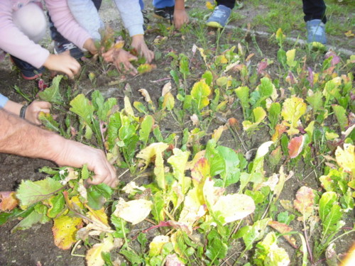 SDC11475.JPG SDC11475.JPG