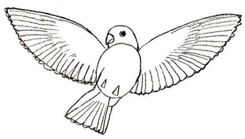 bird-5.jpg