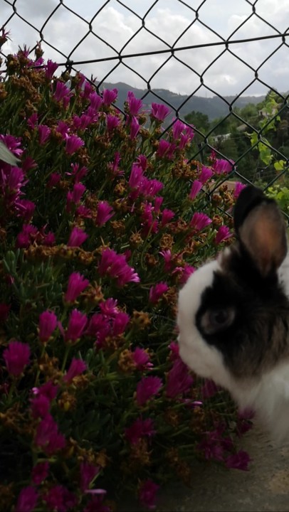 tal como uma flor_fluffy.jpg