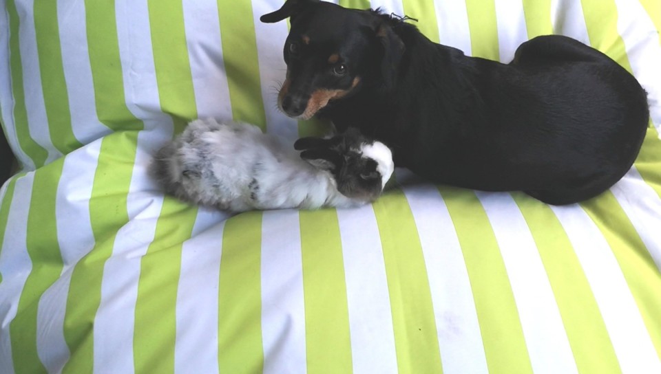 Fluo_maggie e fluffy.jpg