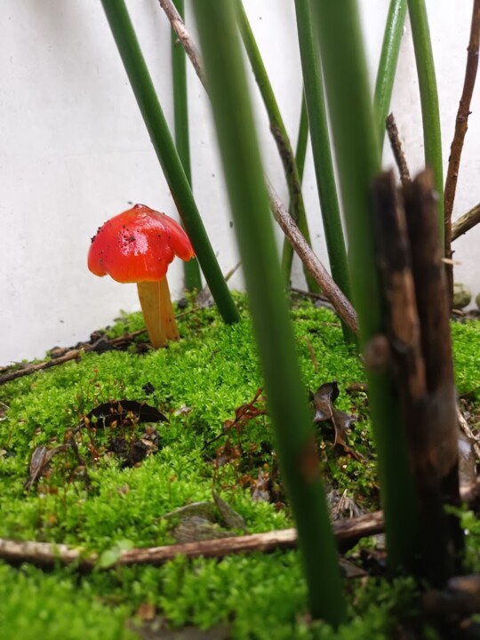 Não me canso disto cogumelos2.jpg