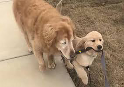 HD Cachorro torna-se o cão guia de outro cão ceg