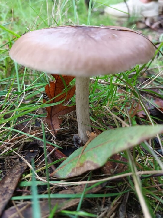 Não me canso disto cogumelos8.jpg