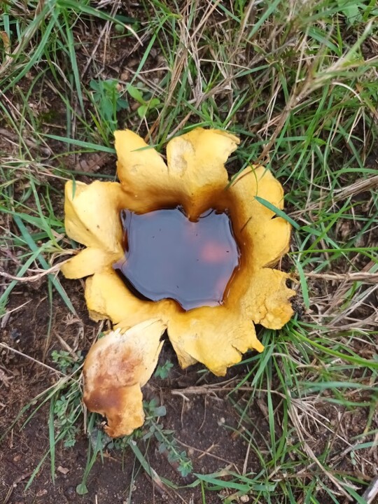 Não me canso disto mini_outono4.jpg