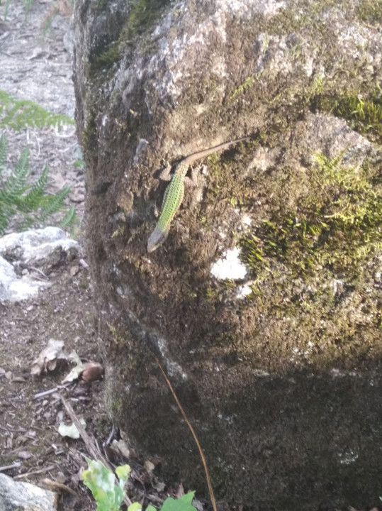 não_me_canso_disto_lagarto.jpg