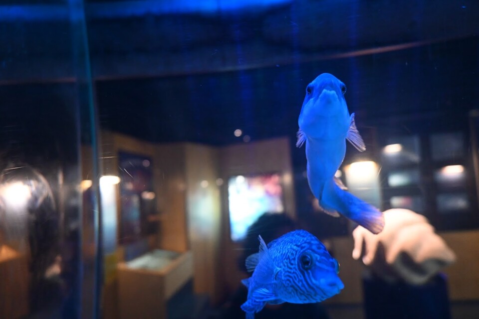 Não me canso disto aquário5.JPG