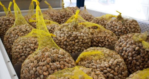 caracois.jpg caracois.jpg