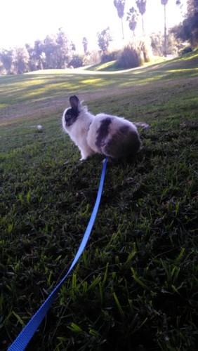 segue o teu caminho_fluffy.jpg segue o teu caminho_fluffy.jpg