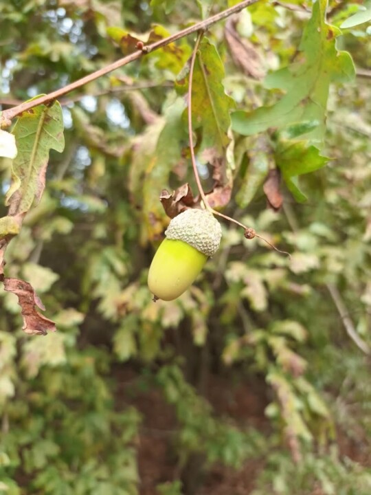 Não me canso disto outono.jpg