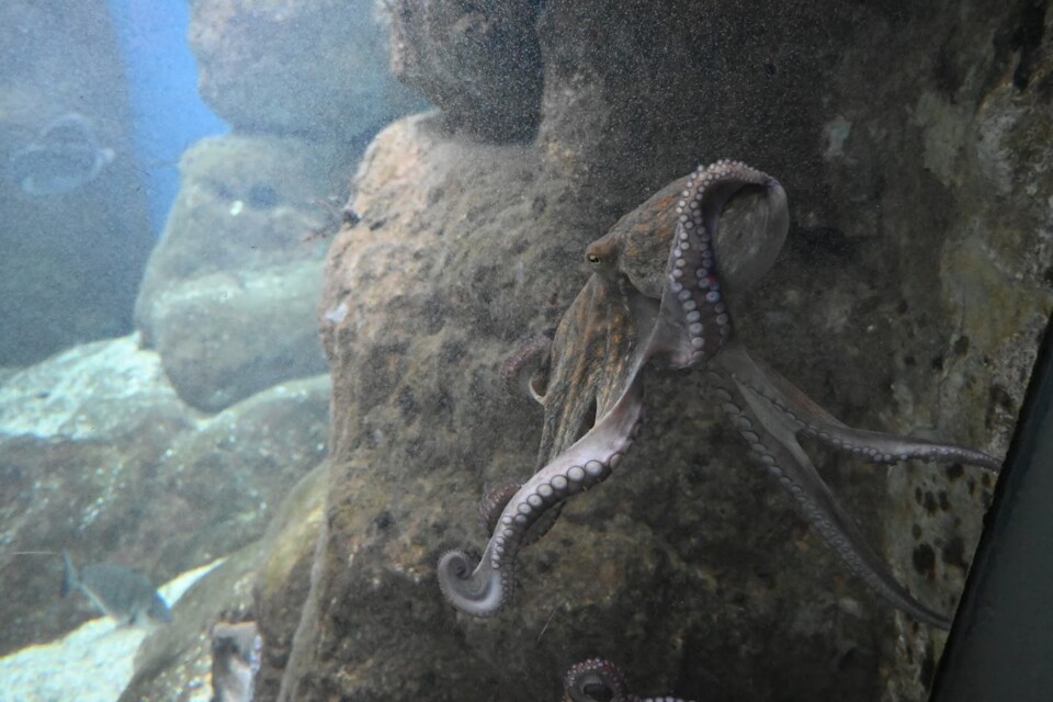 Não me canso disto aquário6.JPG