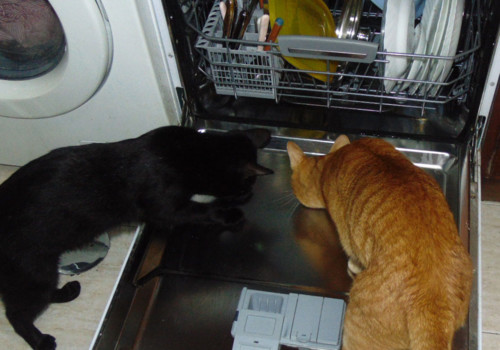 gatosemaquinas.JPG gatosemaquinas.JPG